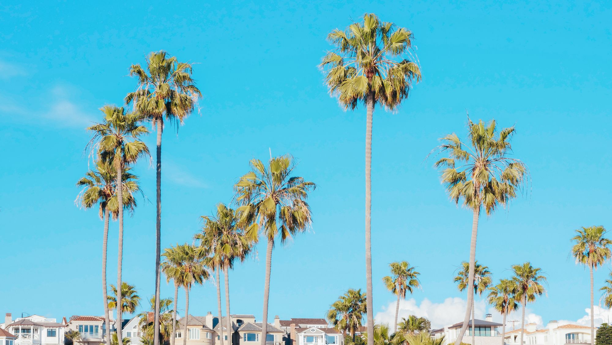 Palm trees against a bright blue sky