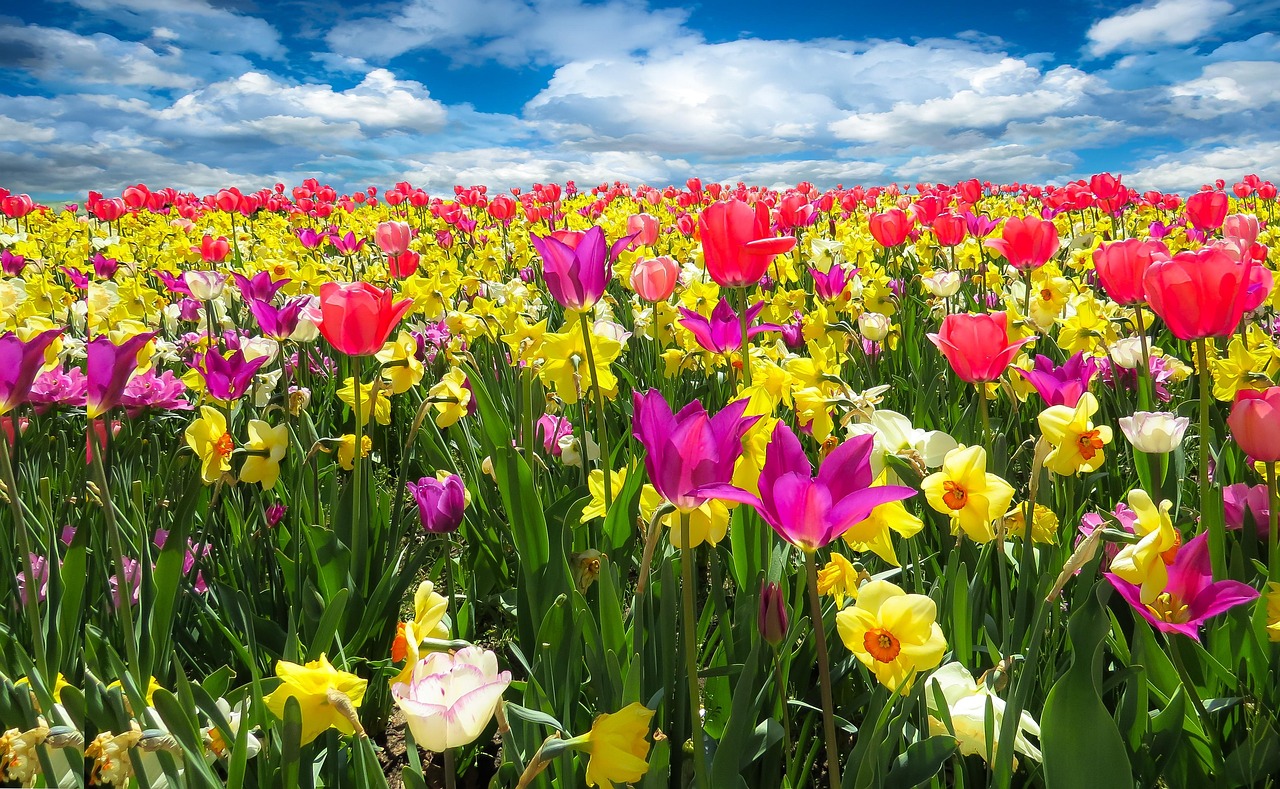 A field of tulips under a blue sky