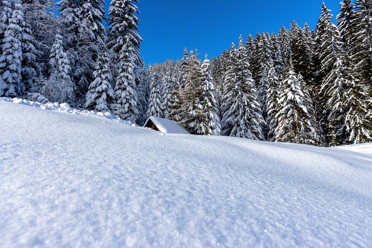 A snowy hillside and pine forest under blue sky
